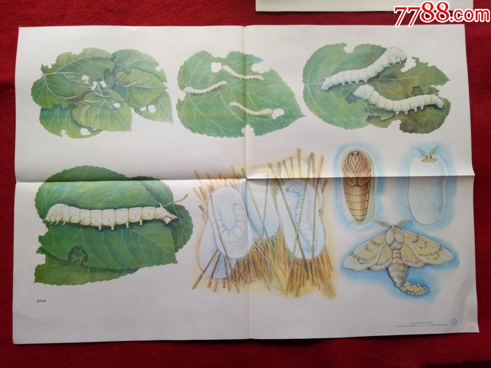 怀旧收藏八十年代教学挂图蚕姑娘2开袁捷画小学语文第四册
