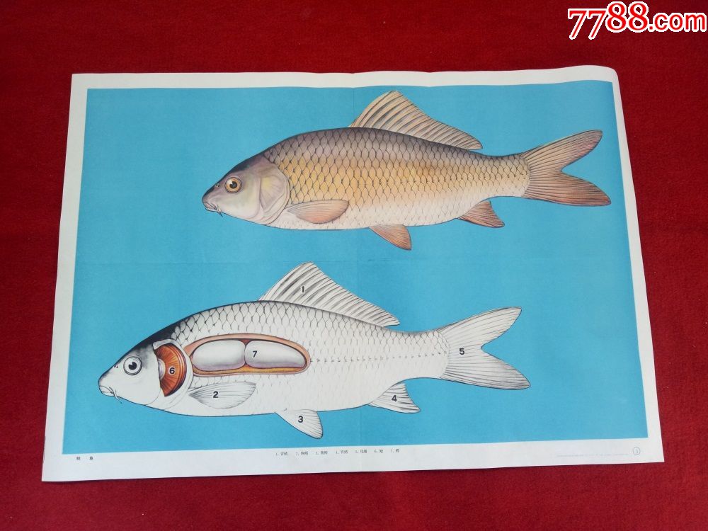 怀旧收藏八十年代教学挂图小学自然鲤鱼袁兆熊绘画