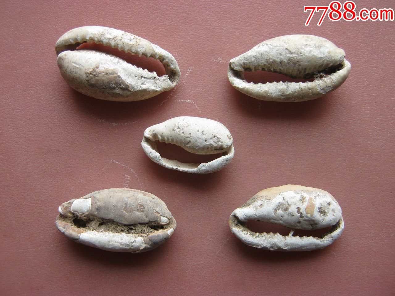 大型商周《贝币》4枚