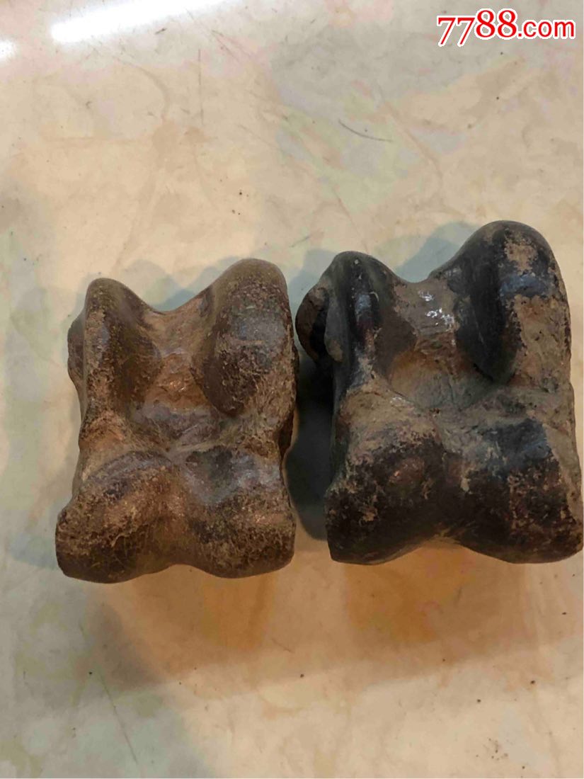 大象的祖先化石图片