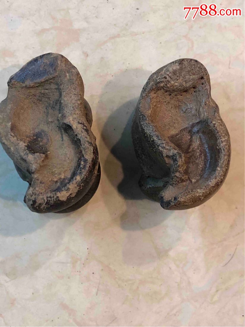 猛犸象嘎拉哈化石一对