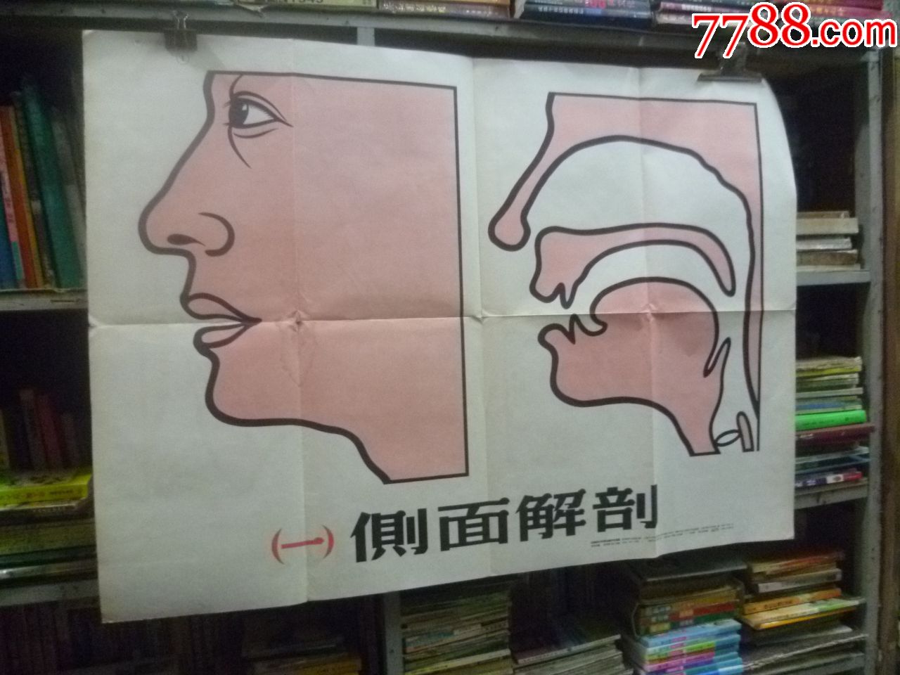 漢語拼音字母發音教學示意圖全套20張全全開1956年7月一版一印進口