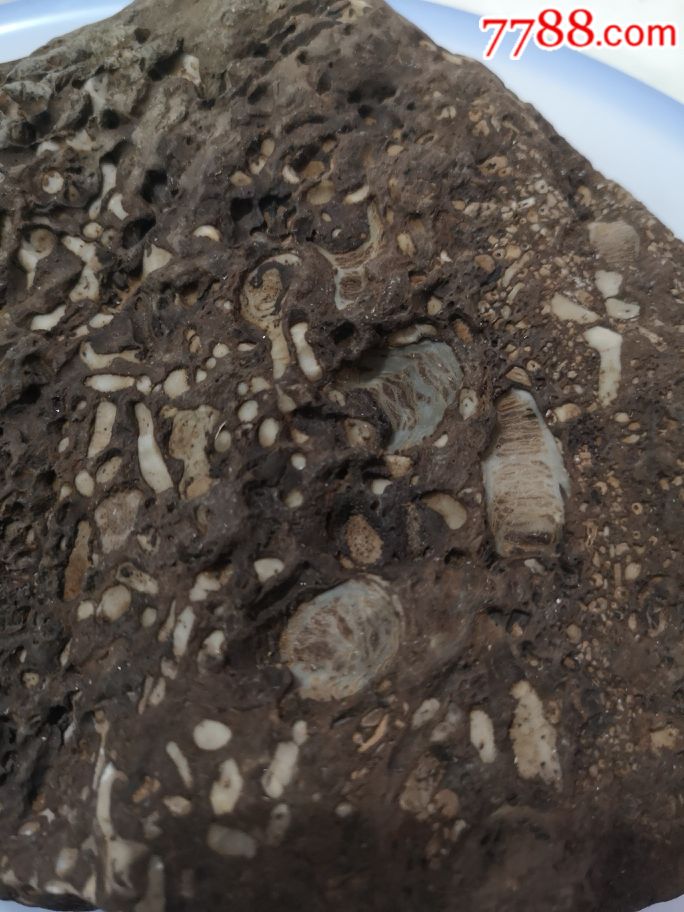 寒武纪时期海洋生物化石