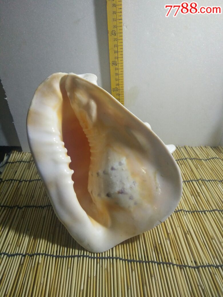深海螺,四大名螺