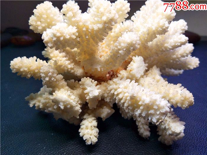 纯天然白珊瑚约20厘米,净重714克,鱼缸水族造景,家居