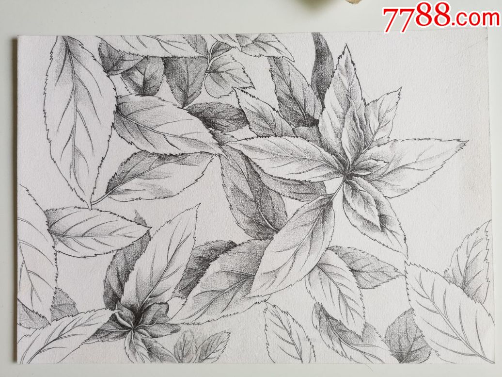 素描画稿原稿5张