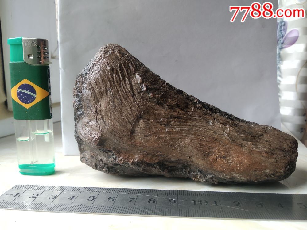 足古树化石本网年代最老摆件