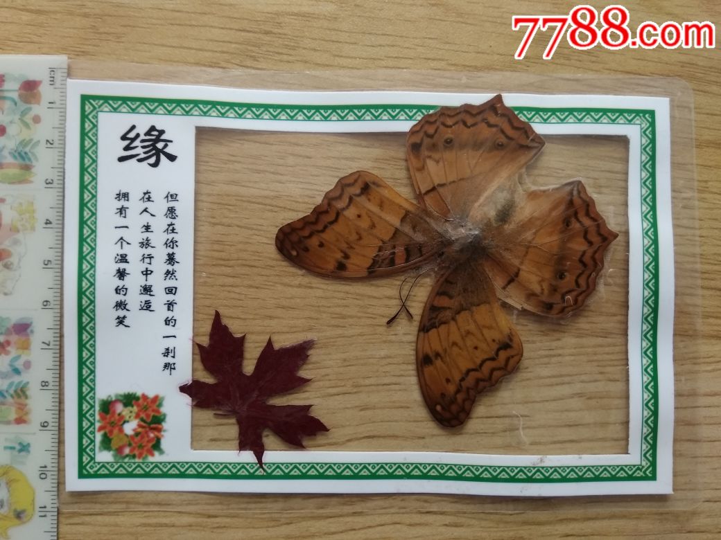 90年代/蝴蝶标本/热封书签/五张_蝴蝶/昆虫标本_彤彤收藏屋【7788收藏