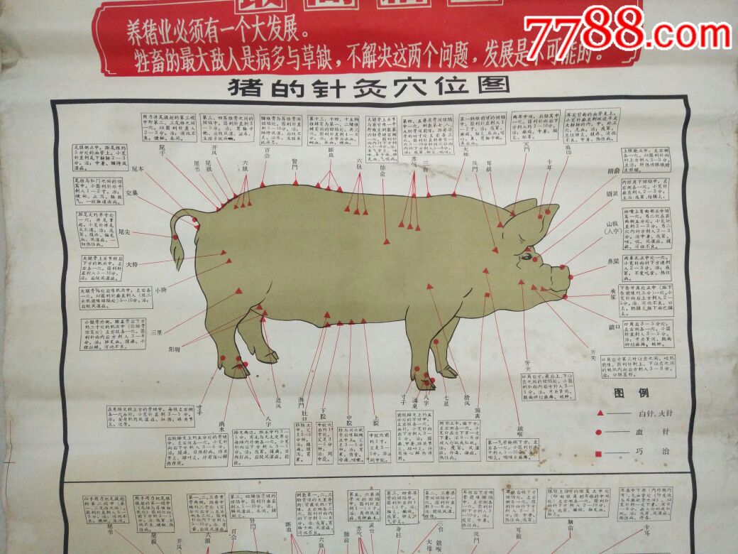 最高指示养猪业必须有一个大发展(猪的针灸穴位图)丹东市食品公司革委