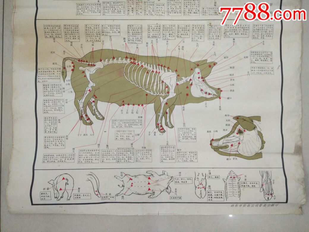 最高指示养猪业必须有一个大发展(猪的针灸穴位图)丹东市食品公司革委