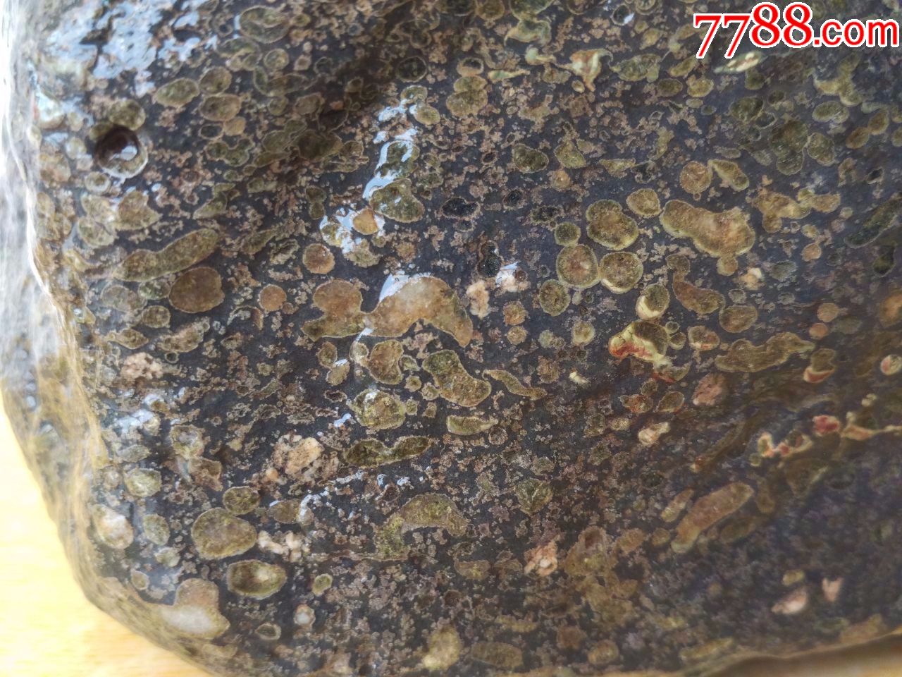 洛阳奇石264梅花玉原石(玛瑙玉坑,布满石体,能自然直立摆放)