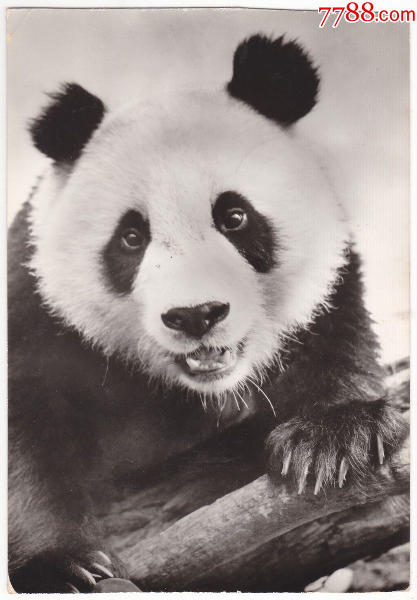 旅居柏林动物园的大熊猫姬姬--西柏林明信片出版公司1976(片02)