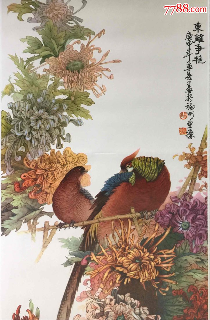 锦鸡菊花