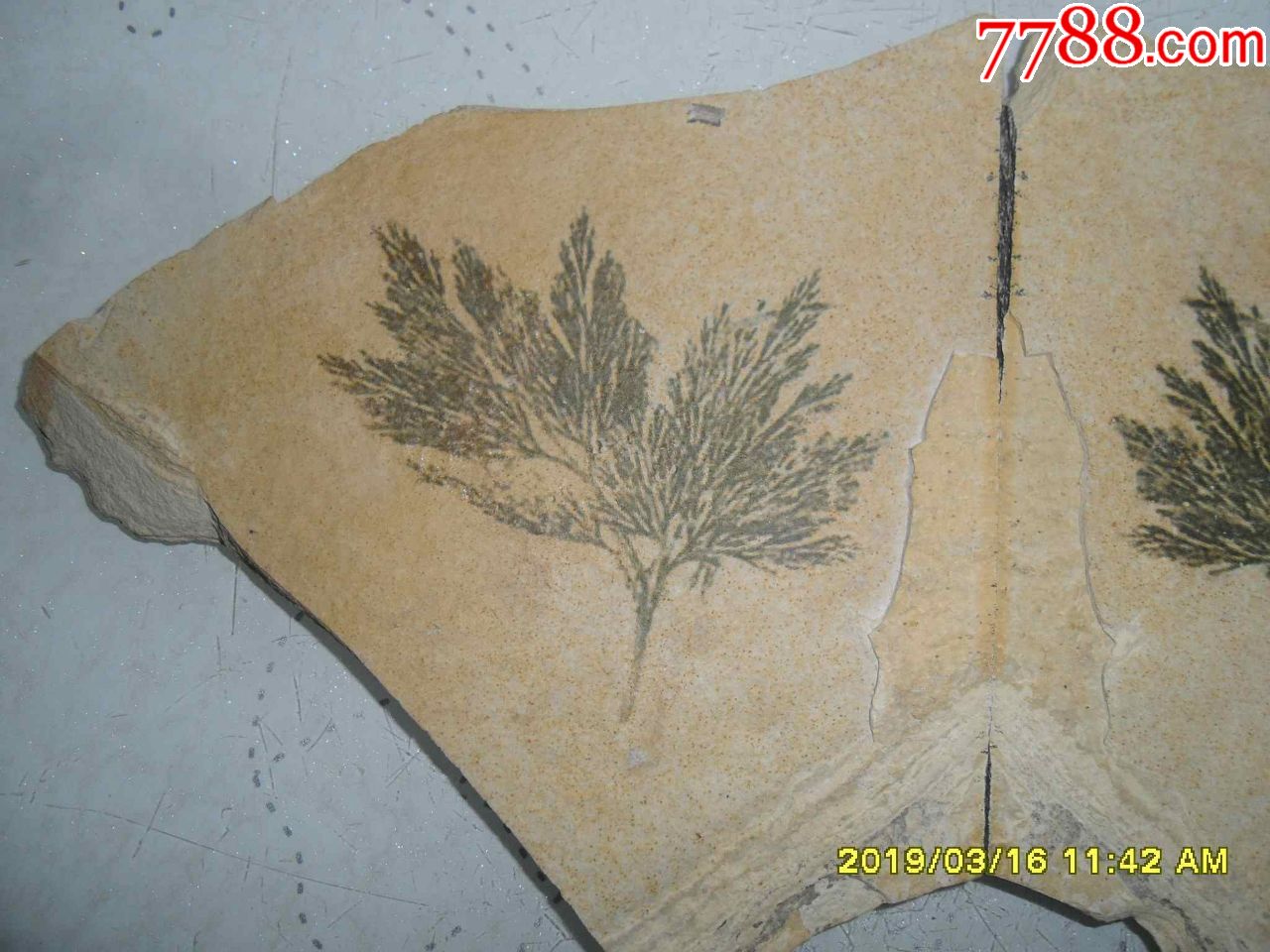 植物化石蕨类植物化石真羊齿蕨化石正负模板植物化石古生物化石