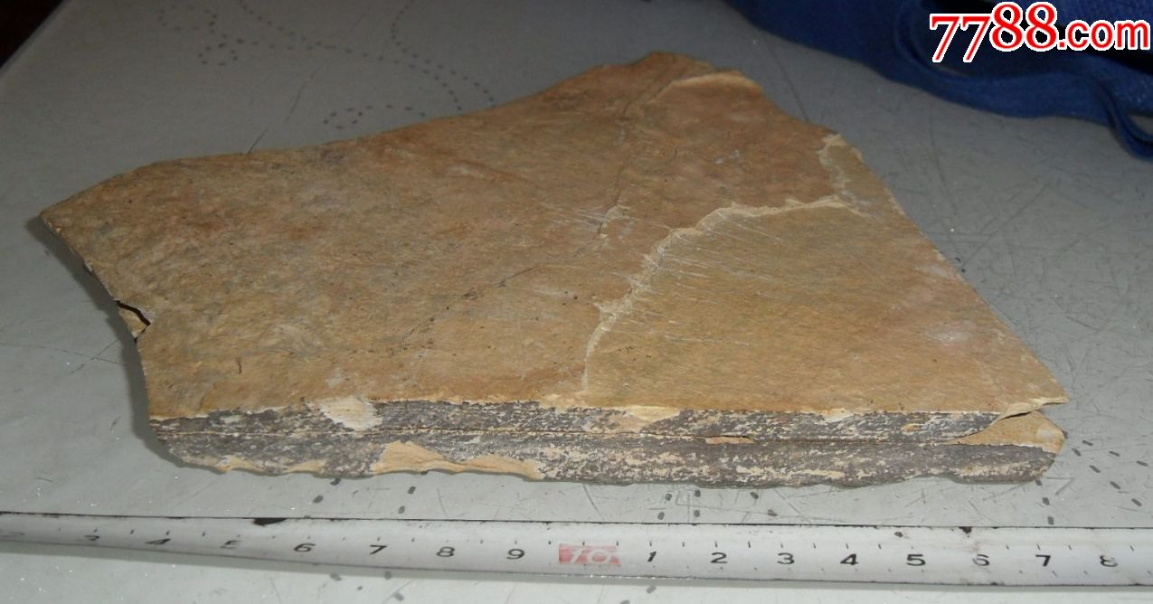 植物化石蕨类植物化石真羊齿蕨化石正负模板植物化石古生物化石