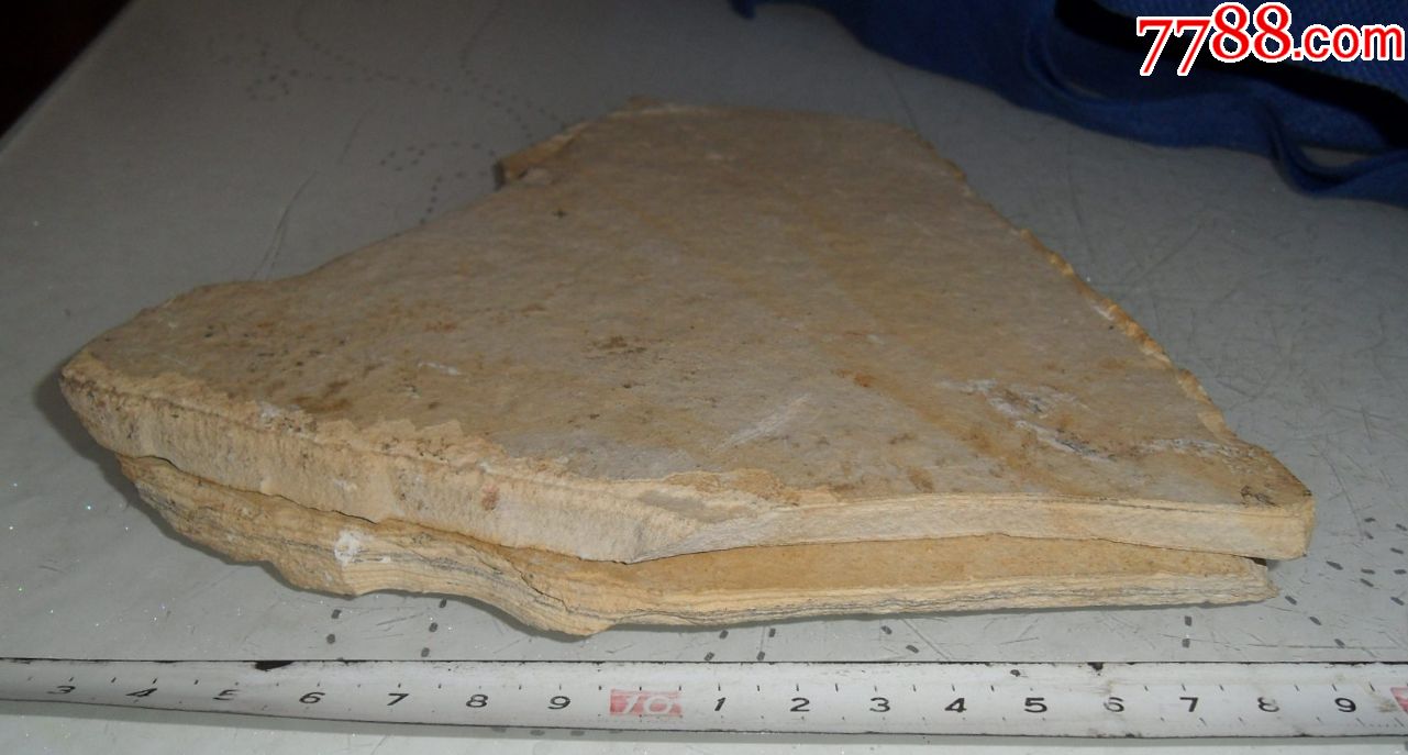 植物化石蕨类植物化石真羊齿蕨化石正负模板植物化石古生物化石