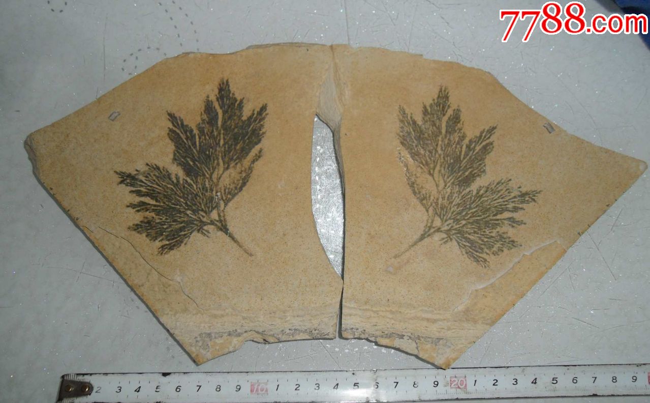 植物化石蕨类植物化石真羊齿蕨化石正负模板植物化石古生物化石