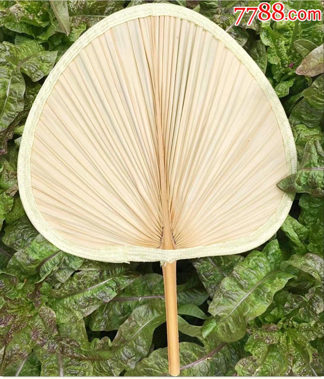2把超大型天然蒲扇手工编织直径40厘米2把