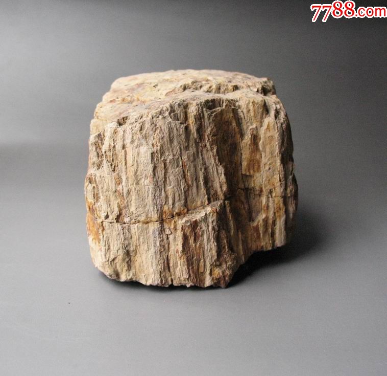 硅化木原石-硅化木/木化石-7788收藏