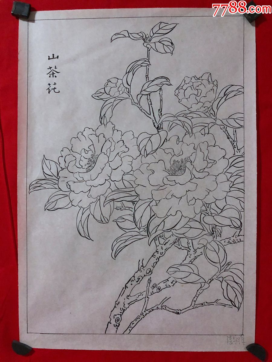 書畫原作203080年代工筆白描花鳥畫張守維山茶花