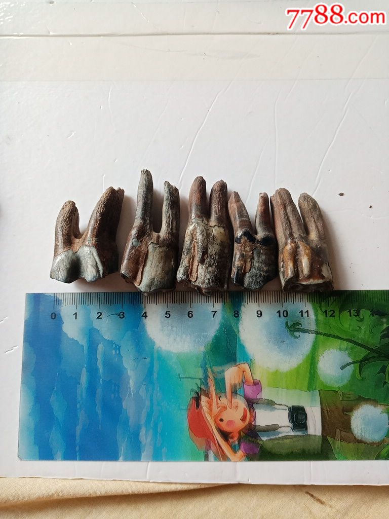 远古时期,黑龙江野牛牙齿化石