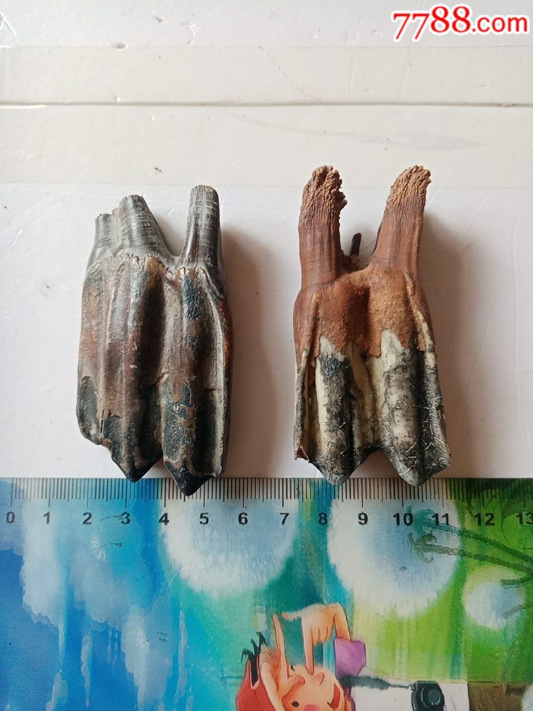 远古时期,黑龙江野牛牙齿化石