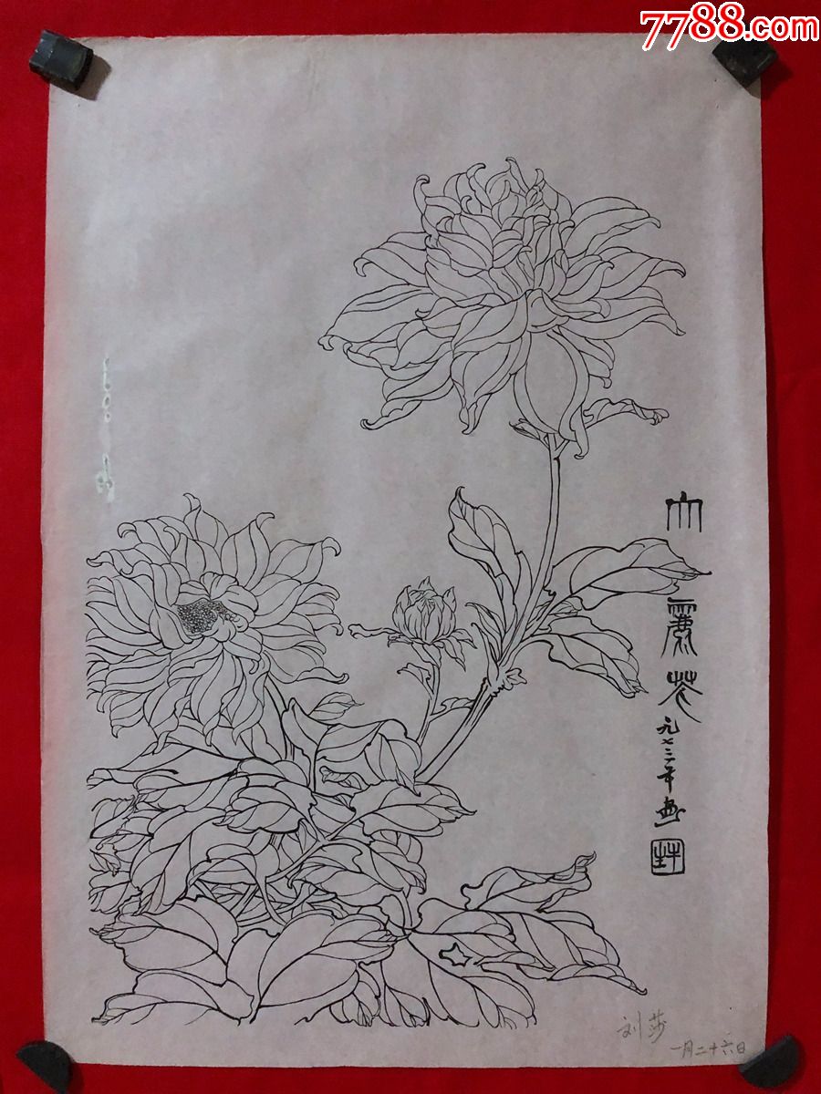 书画原作206080年代工笔白描花鸟画刘莎大丽花