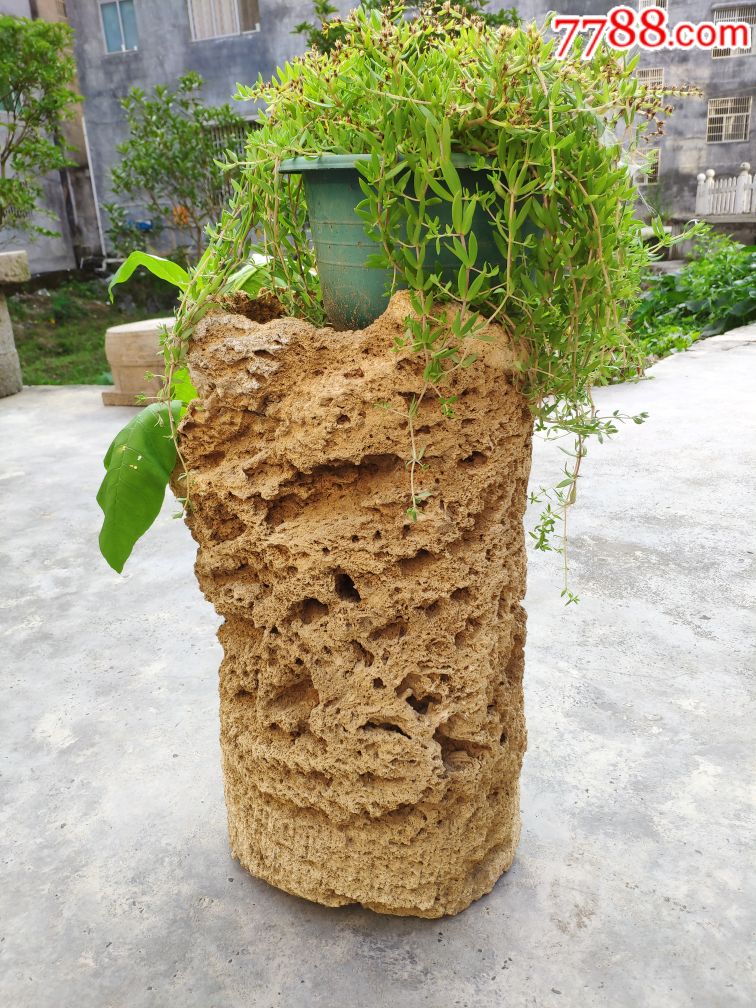 天然溶洞钟乳石钙化石盆景多肉花盆