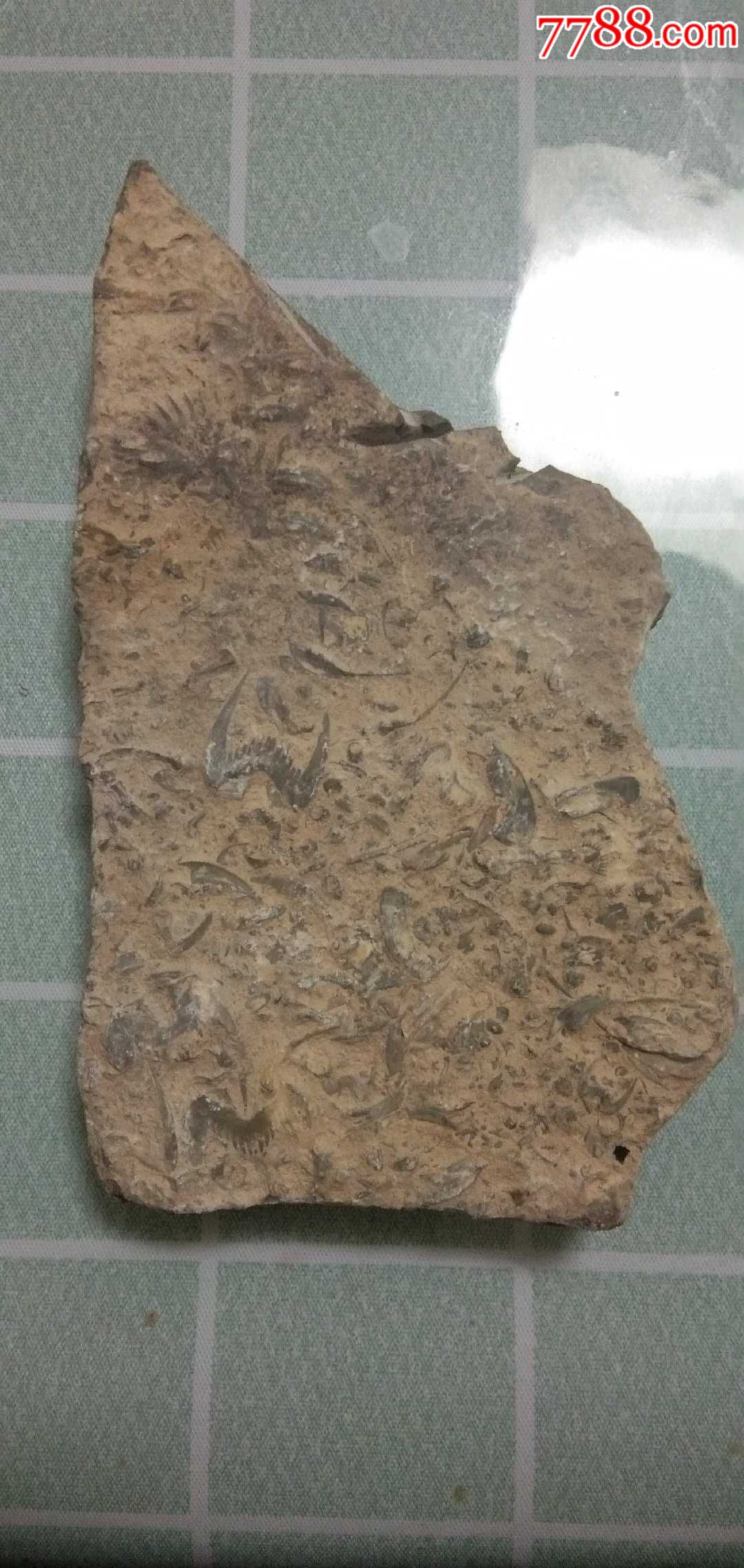 古生物化石价格 值钱图片