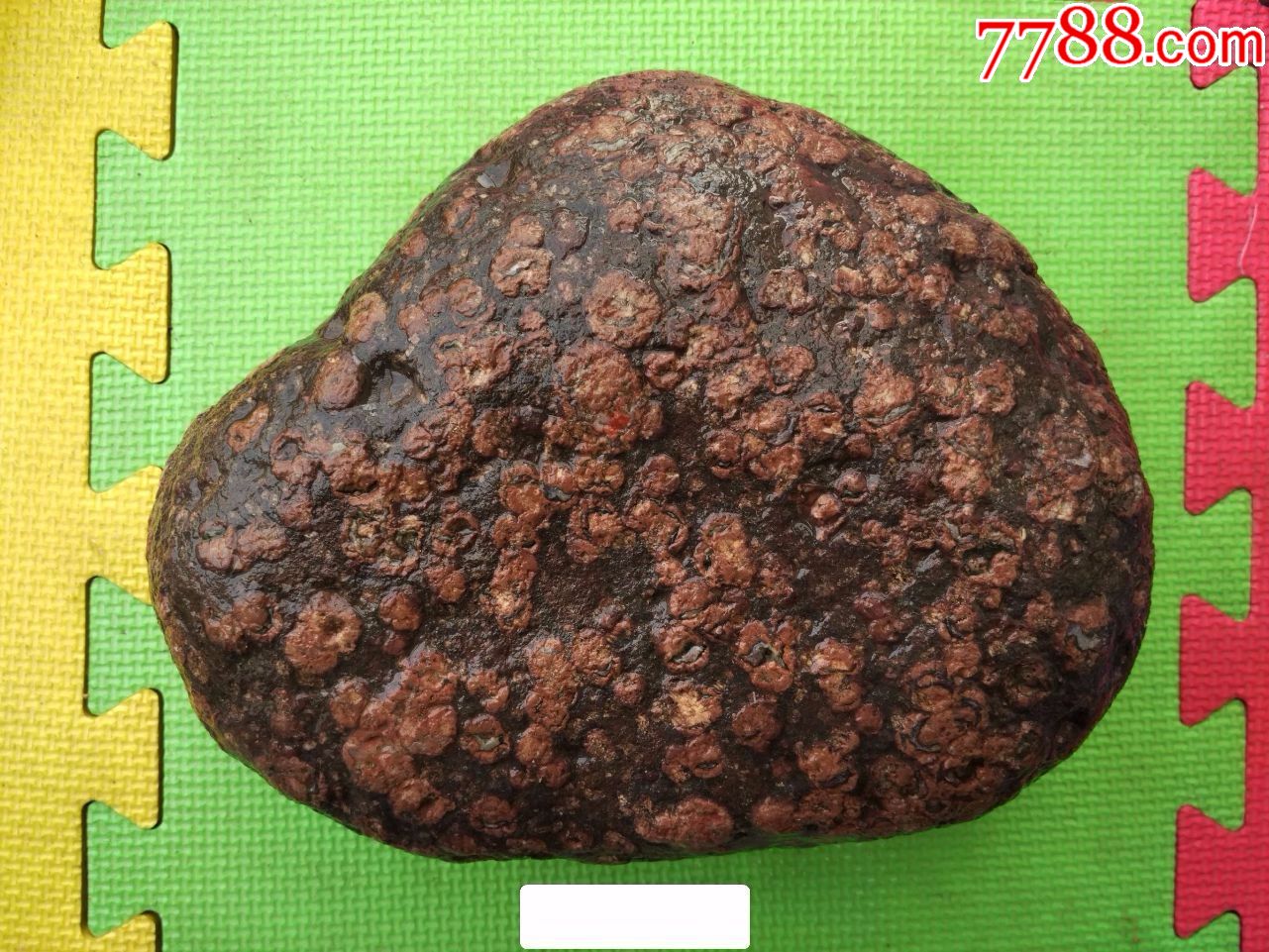 洛阳珍品奇石"古铜金色梅花形金钱石"原石(色绝,花绝,形绝)_价格580元