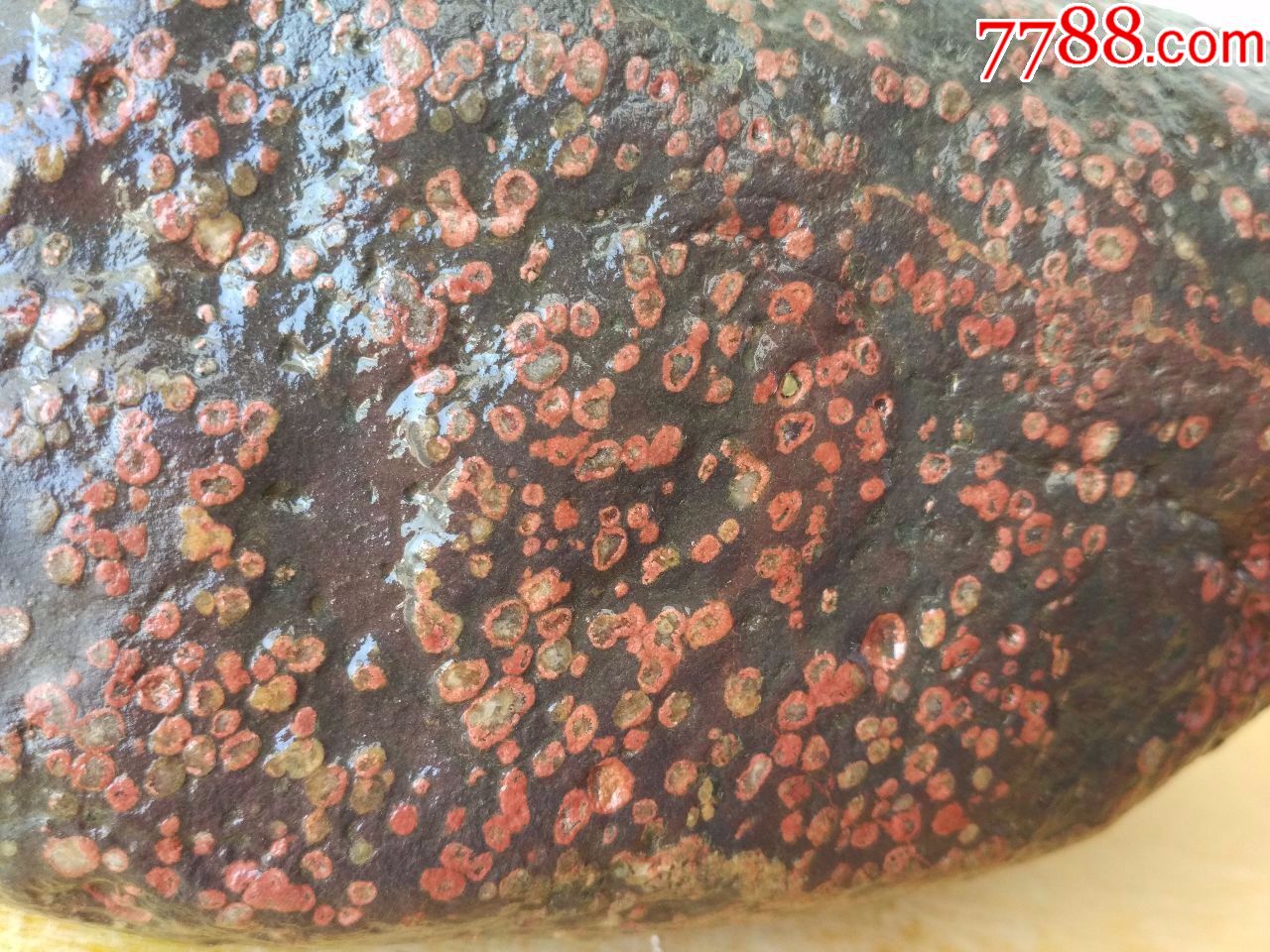 洛阳精品梅花石原石"红梅漫山"(石型似山,红色圈点布满石面)