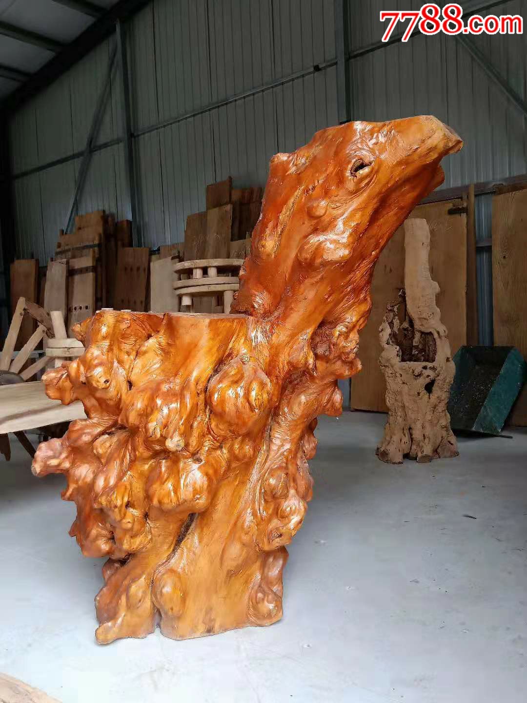 特大果木根雕造型独特漂亮已清洗干净上过漆片直径70厘米是客厅摆放