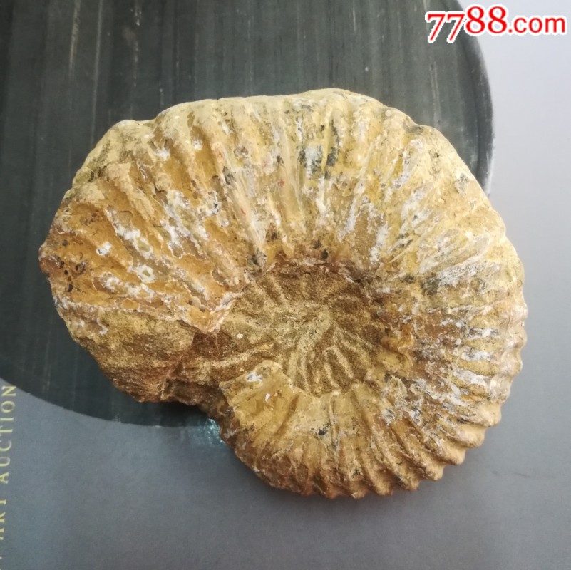 羊角螺化石原石