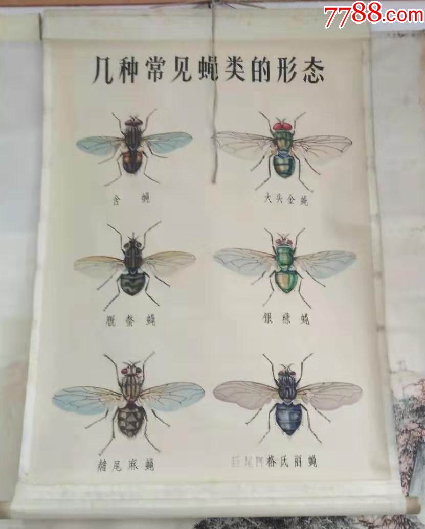 蝇的种类带名字及图片图片