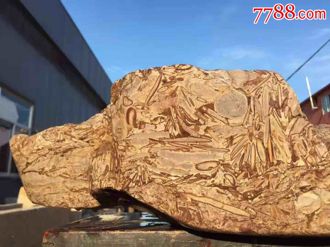 大美海棠,标本,柳叶石,明代.