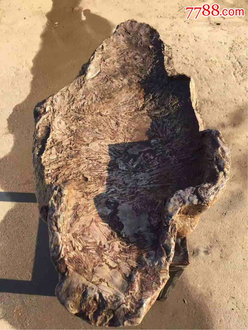 大美海棠,标本,柳叶石,明代.