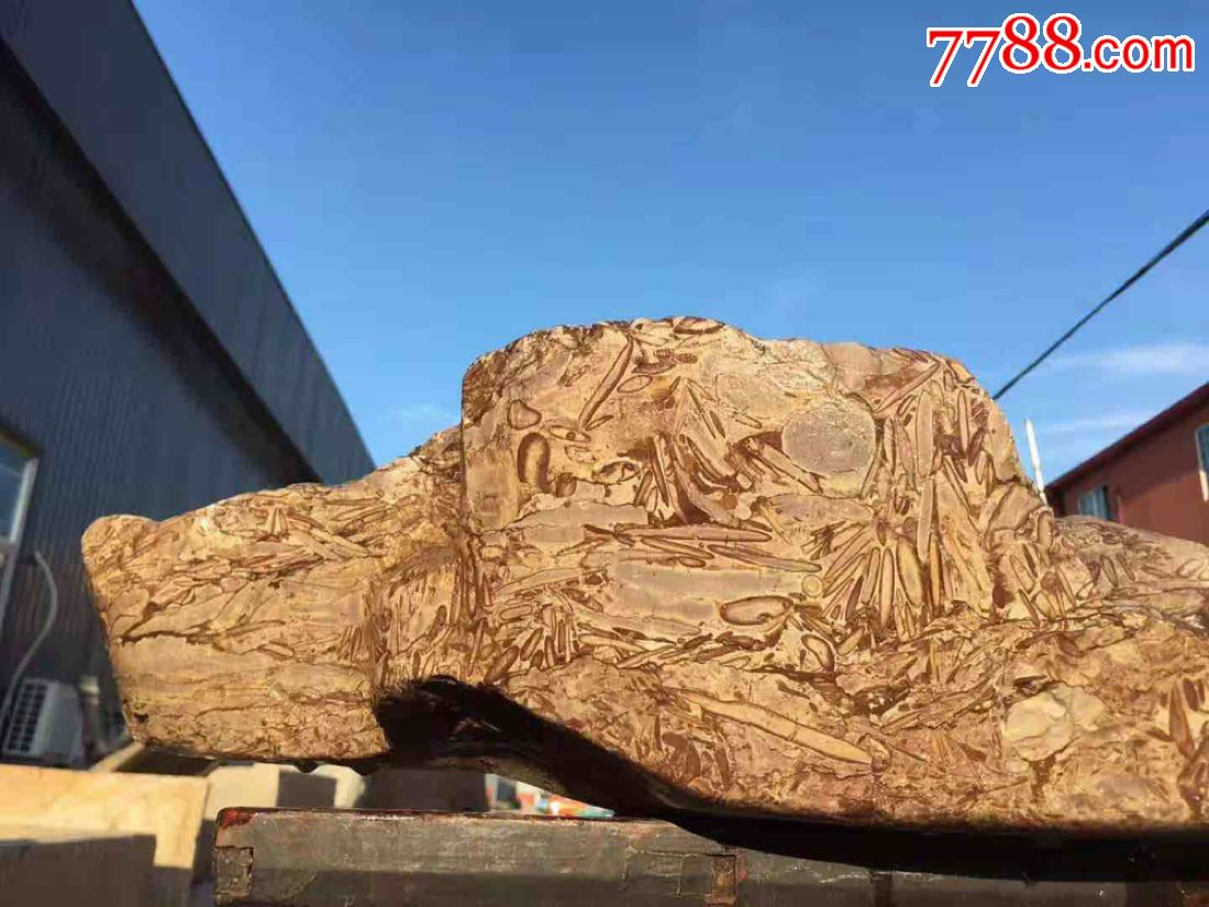 大美海棠,标本,柳叶石,明代._其他奇石/岩石_第5张_7788瓷器