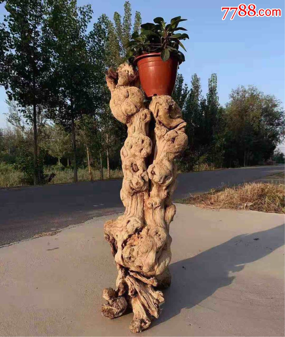 百年风化核桃木根眼瘤疤相当漂亮全品