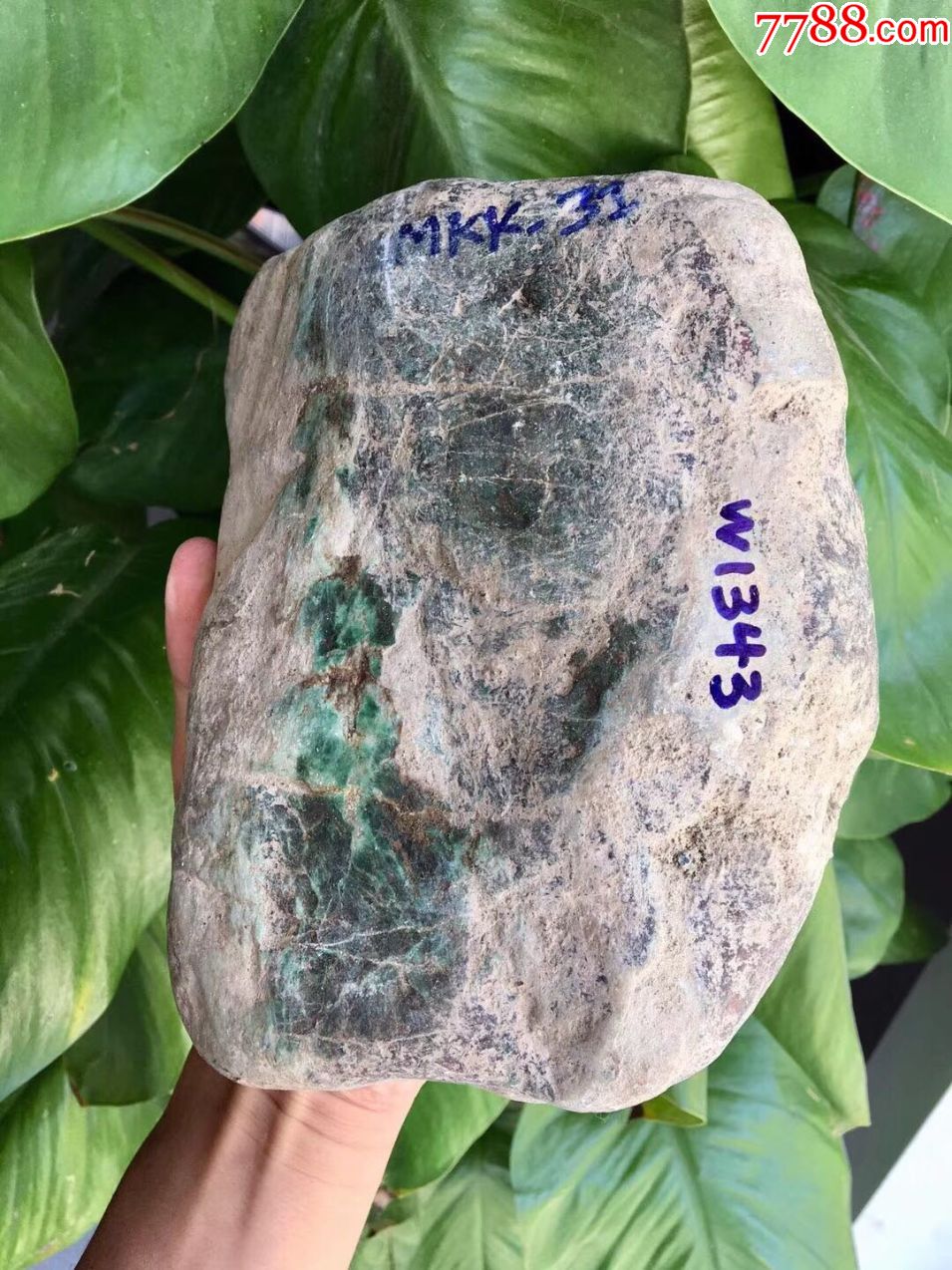 w1343老坑木那手镯料652公斤