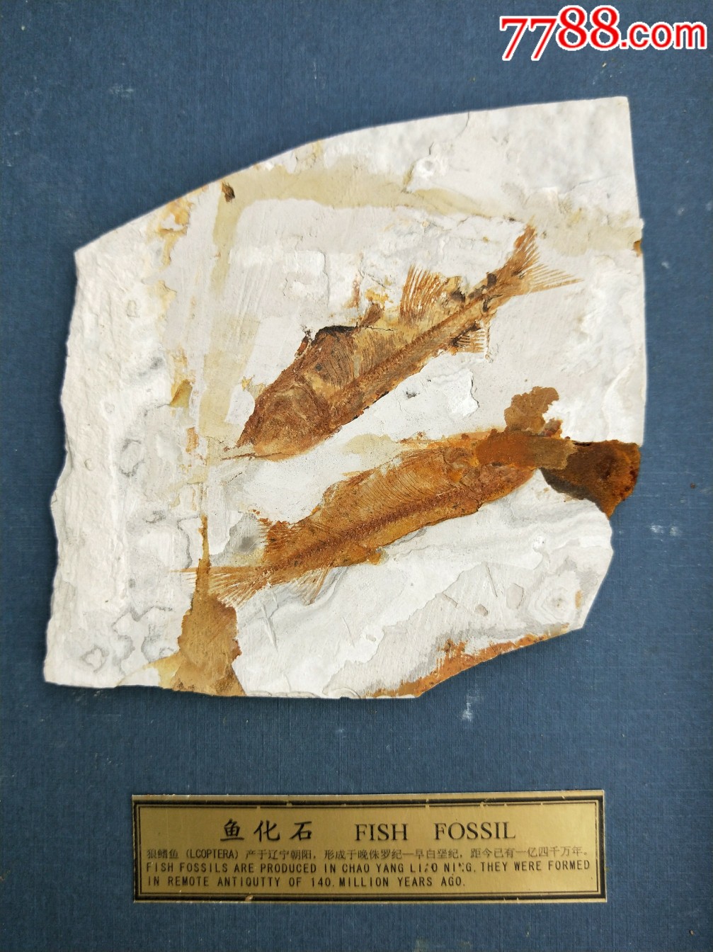 中国辽西狼鳍鱼化石(12x12cm)
