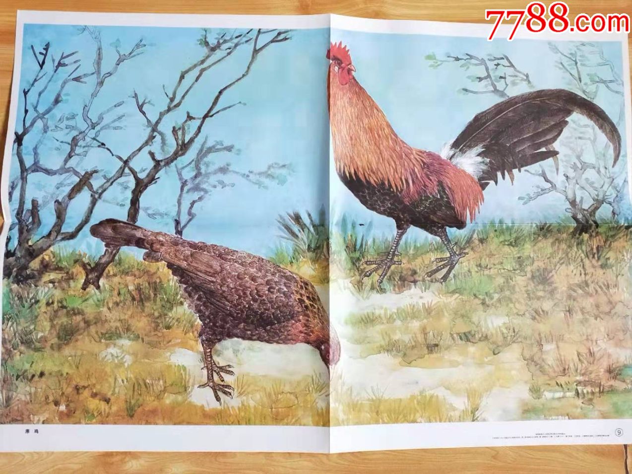 鸟纲:原鸡-价格:5元-se68471170-教学挂图-零售-7788收藏__收藏热线