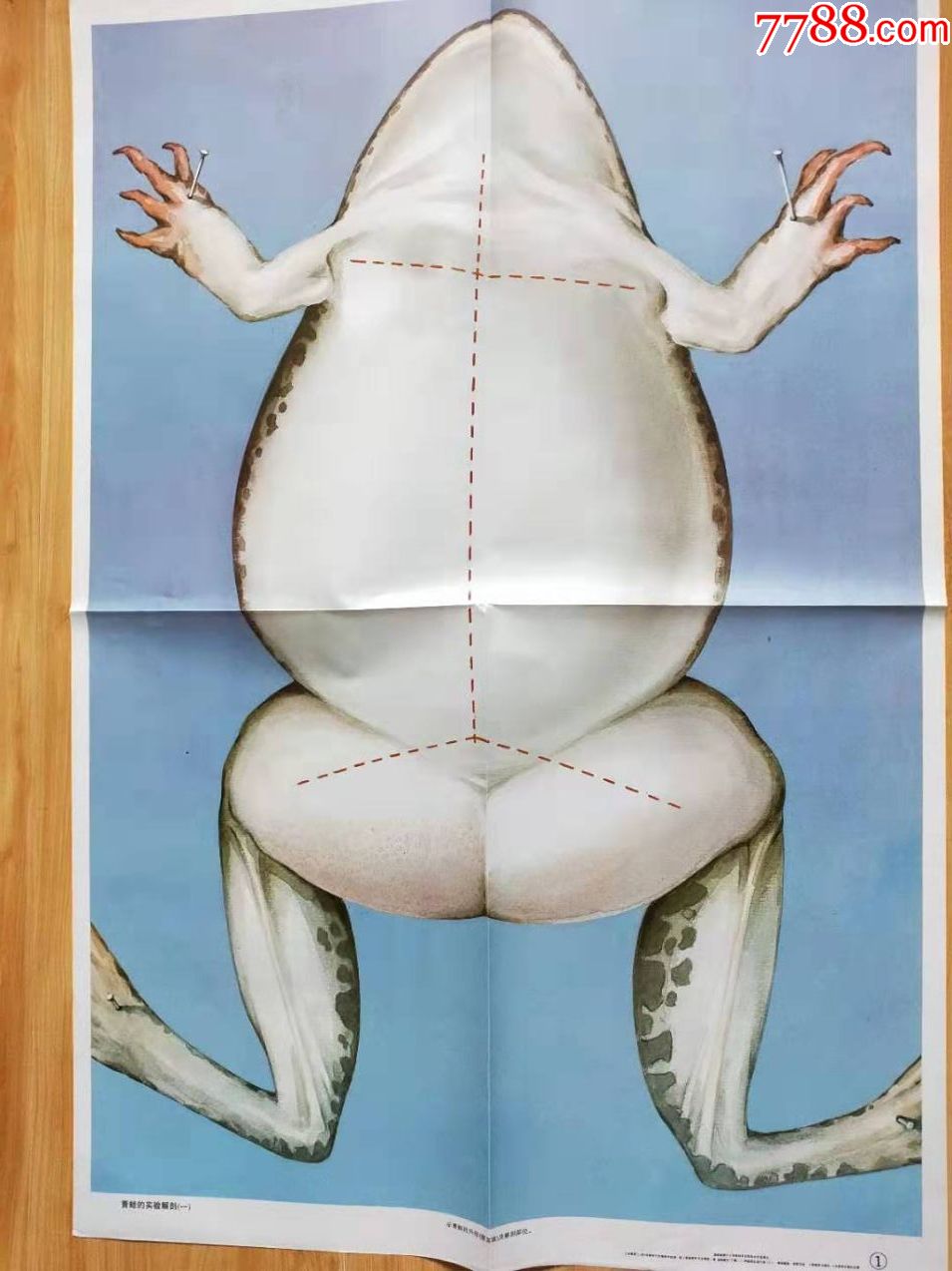 青蛙解剖图手绘图片