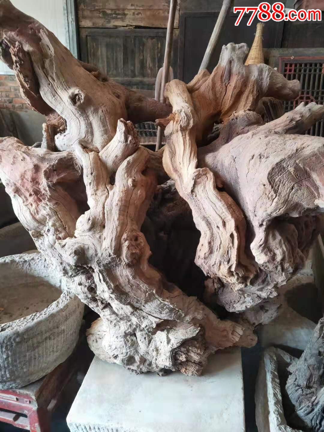 千年枣木根已清洗干净