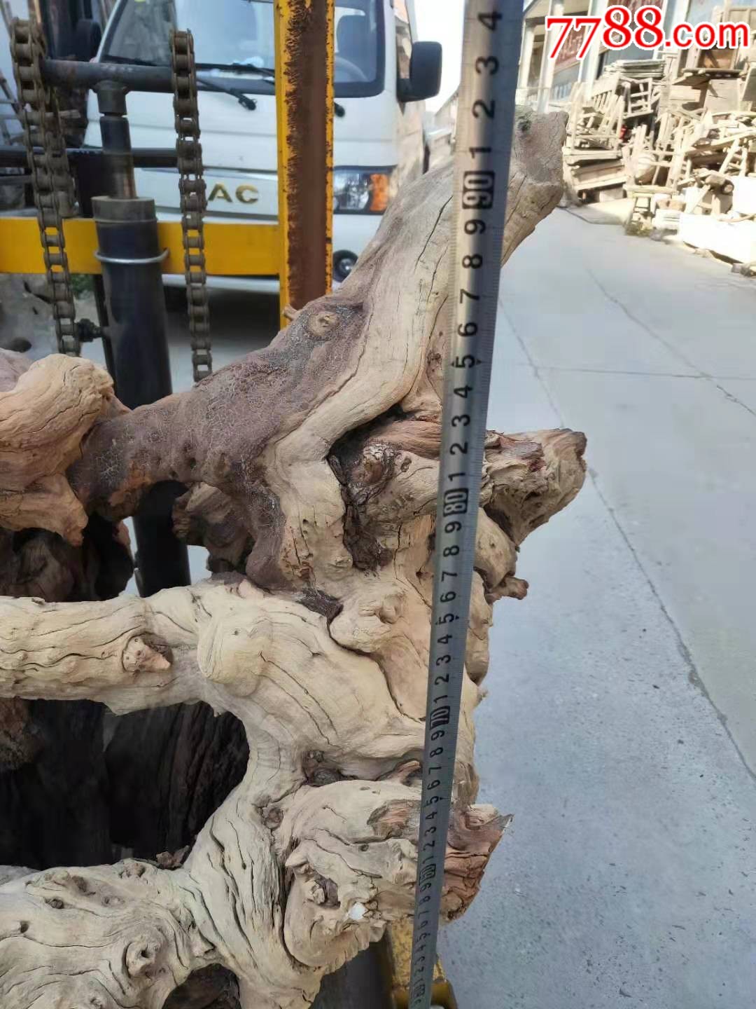 千年枣木根已清洗干净