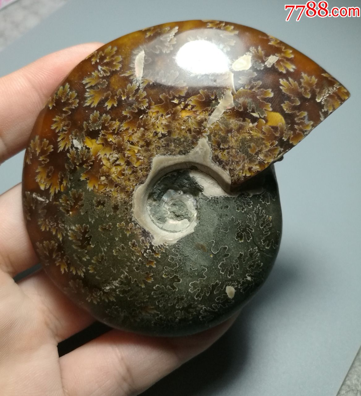 亿年中型海螺玉化化石美品