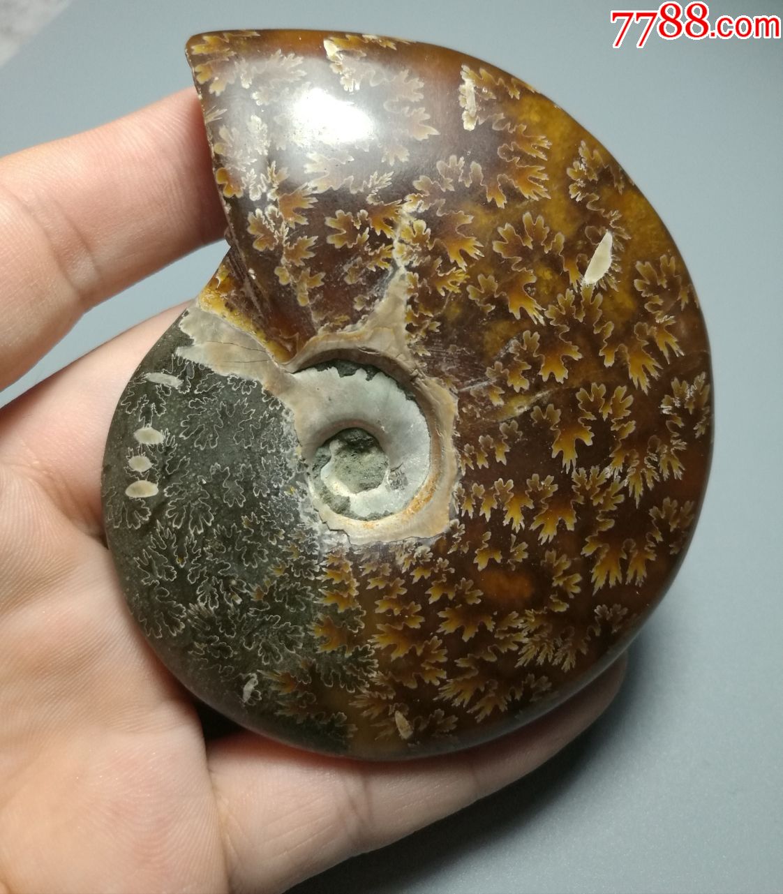 亿年中型海螺玉化化石美品