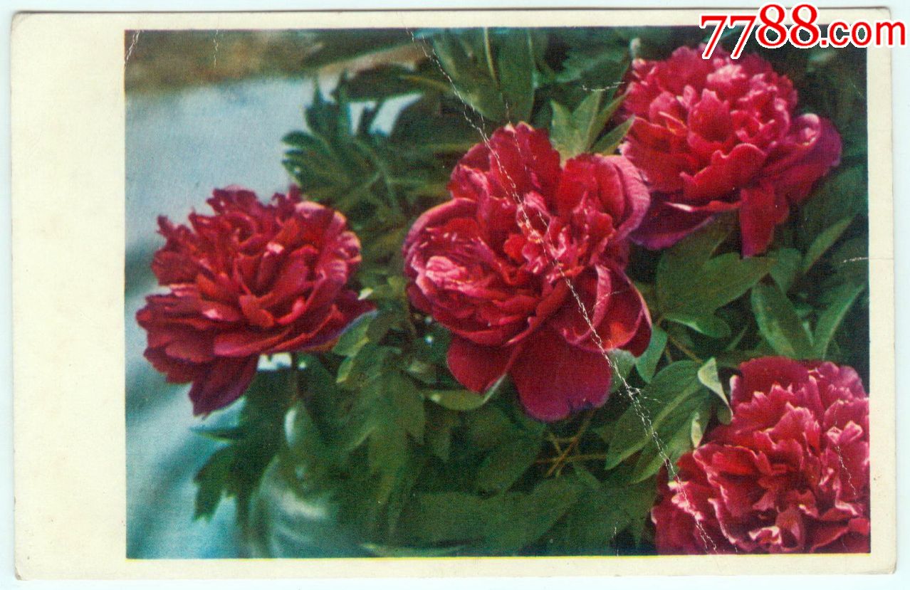 烟笼紫(牡丹花)——上海人民美术出版社出版