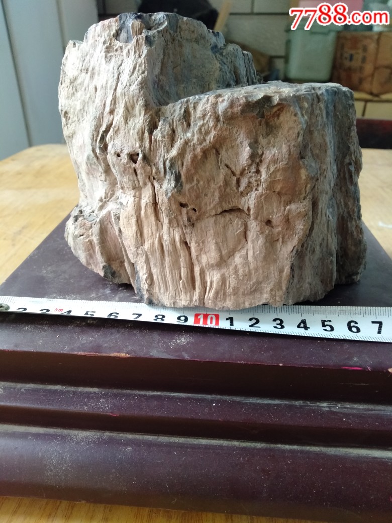 树化玉木玛瑙树化石