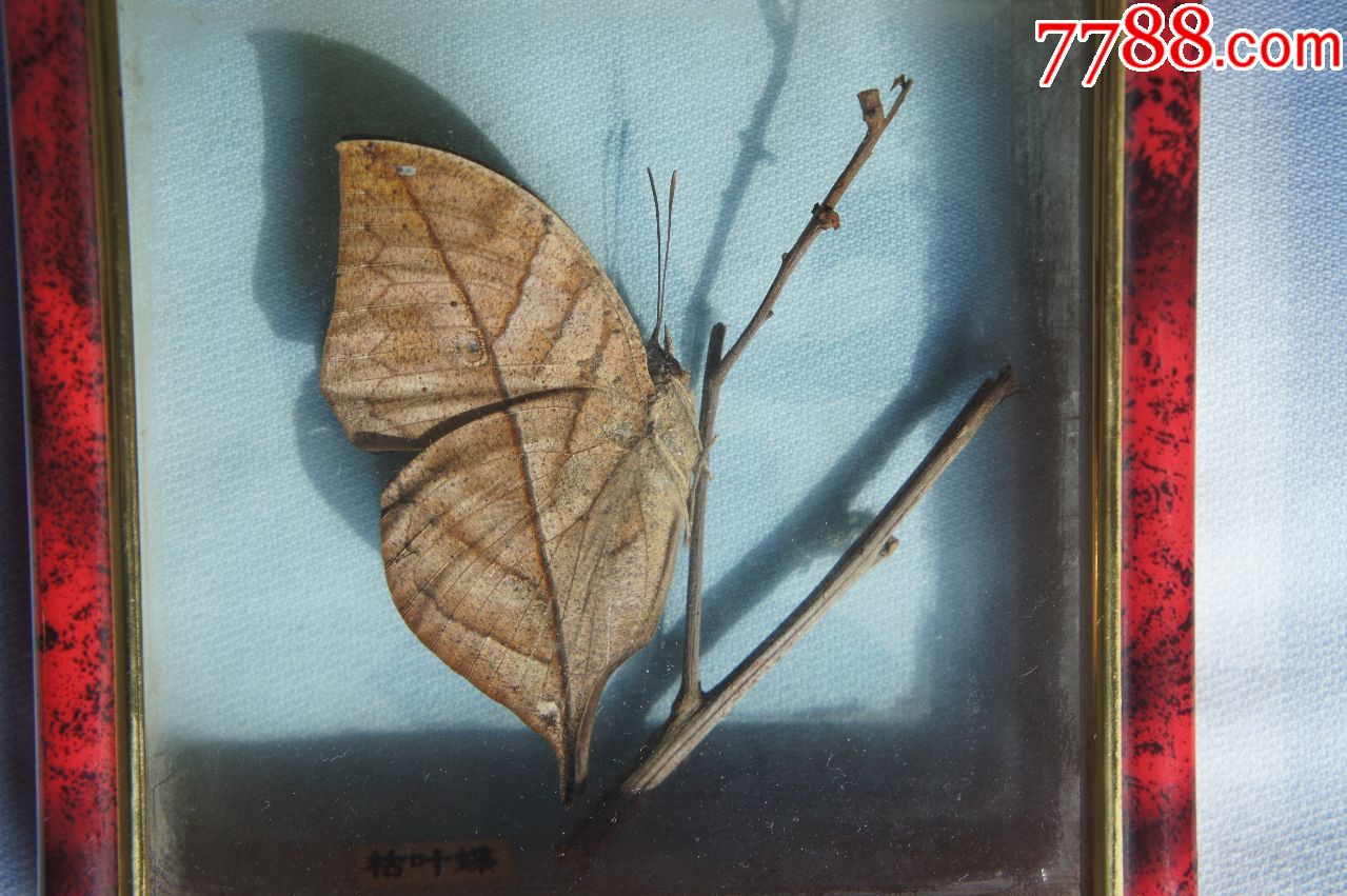 枯叶蝶-蝴蝶/昆虫标本-7788收藏