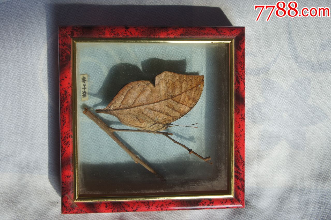枯叶蝶-蝴蝶/昆虫标本-7788收藏